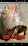 Sea Shell Wallpapper Lite screenshot 3/4