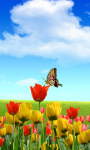 Butterfly Wallpaper_1 screenshot 1/4