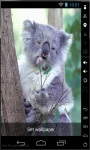 Quiet Koala Live Wallpaper screenshot 1/2