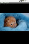 Kitten Wallpapers HD screenshot 2/4