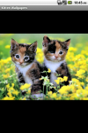 Kitten Wallpapers HD screenshot 3/4