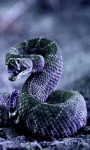 Cobra Snake Live Wallpaper screenshot 1/3