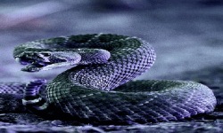 Cobra Snake Live Wallpaper screenshot 2/3