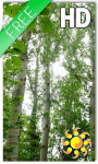 Birch Forest LWP Free screenshot 1/2