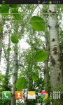 Birch Forest LWP Free screenshot 2/2
