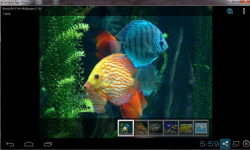 Beautiful Color Fish Wallpaper screenshot 1/6