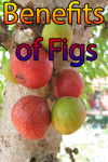 Benefits of Figs screenshot 1/4