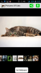 Pictures Of Cats And Kittens screenshot 1/4