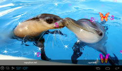 3D Dolphin Live Wallpapers screenshot 2/5