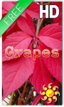 Autumn Grapes Live Wallpaper screenshot 1/2