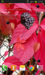 Autumn Grapes Live Wallpaper screenshot 2/2