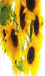 Ladybug on sunflower wallpaper HD screenshot 1/3