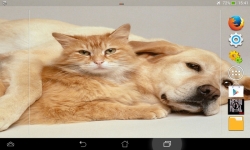 Dogs VS Cats Wallpaper screenshot 1/6