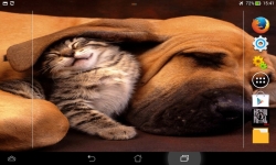 Dogs VS Cats Wallpaper screenshot 6/6