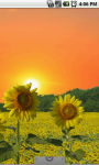 Flower Fields : Sunflowers FREE screenshot 1/5
