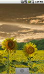 Flower Fields : Sunflowers FREE screenshot 4/5
