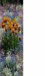 Purple Tulips bulbs Wallpaper HD screenshot 1/3