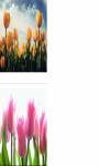 Purple Tulips bulbs Wallpaper HD screenshot 2/3