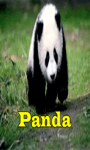 Panda Free screenshot 1/3