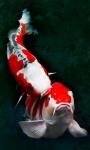 Koi 3D Live Wallpapers Android Apps screenshot 5/6