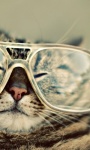 Funny Cat styles Pictures  screenshot 1/6