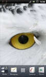 Awesome White Owl Live Wallpaper screenshot 1/3