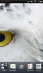 Awesome White Owl Live Wallpaper screenshot 2/3