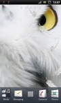 Awesome White Owl Live Wallpaper screenshot 3/3