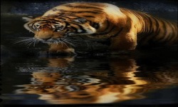 Tiger Mirror Live Wallpaper screenshot 2/3