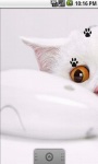 Cute Kitty And Mouse Live Wallpaper screenshot 1/5