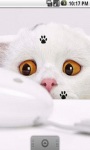 Cute Kitty And Mouse Live Wallpaper screenshot 2/5
