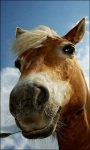 Horse Live Wallpaper Horse screenshot 5/6