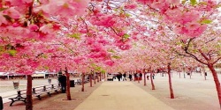 Sakura Flower 3D Wallpaper HD screenshot 3/6