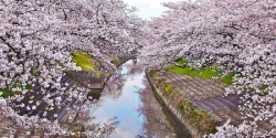 Sakura Flower 3D Wallpaper HD screenshot 4/6
