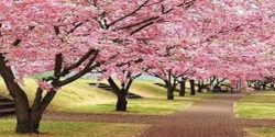 Sakura Flower 3D Wallpaper HD screenshot 6/6