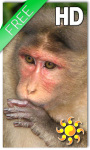 Monkey Live Wallpaper HD screenshot 1/2