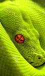 Green Snake Live Wallpaper screenshot 1/3