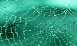 Spider Web Live Wallpaper screenshot 2/3