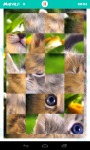 Fluffy Kittens Jigsaw Puzzle screenshot 3/6