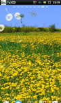 Spring Flower Yellow Dandelion LWP screenshot 4/6