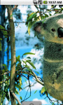 Koala Live Wallpaper screenshot 2/4