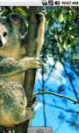 Koala Live Wallpaper screenshot 3/4
