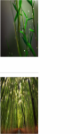 Bamboo buds Wallpaper HD screenshot 2/3