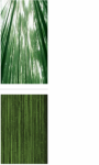Bamboo buds Wallpaper HD screenshot 3/3
