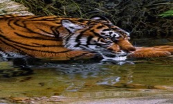 Thirsty Tiger Live Wallpaper screenshot 2/3