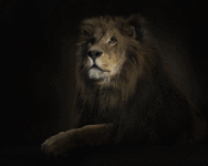 Wild Lion Wallpaper screenshot 2/6
