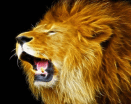 Wild Lion Wallpaper screenshot 3/6