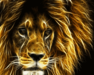 Wild Lion Wallpaper screenshot 4/6