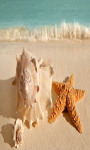 Seashell and Starfish Live Wallpaper Best screenshot 3/4