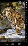 Leopard Hunting Live Wallpaper screenshot 1/2